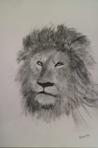 Sally Waters - Lion Charcoal and Pencil